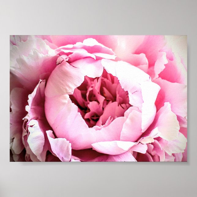 The Beautiful Pink Elegant Peony Flower Poster (Front)