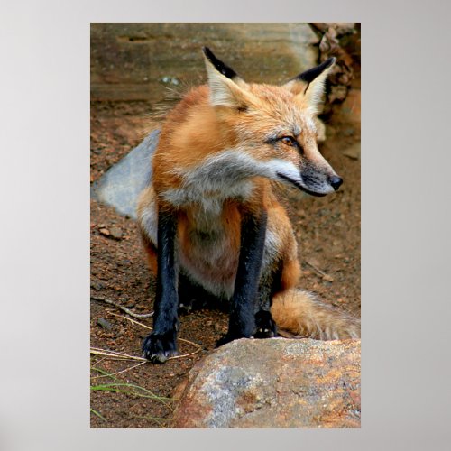 The Beautiful Red Fox Poster