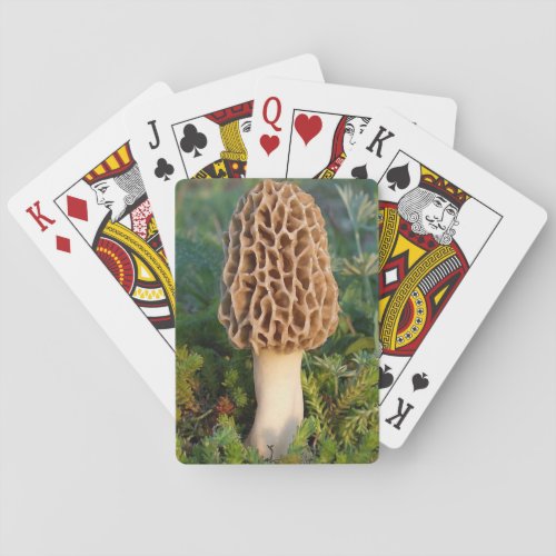 The beautifully delicious morel mushroom poker cards