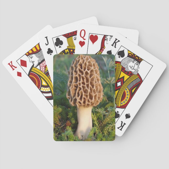 The beautifully delicious morel mushroom poker cards (Back)