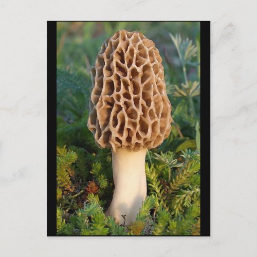 The beautifully delicious morel mushroom postcard
