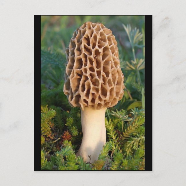The beautifully delicious morel mushroom postcard (Front)