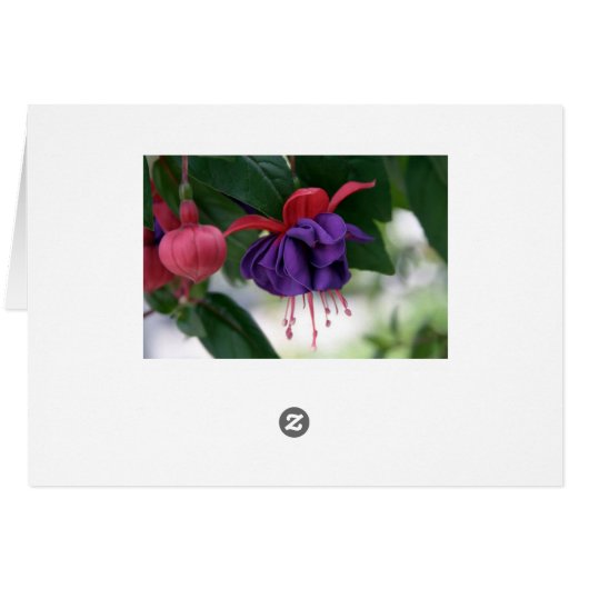 The Beauty of Fuchsia (Back Horizontal)