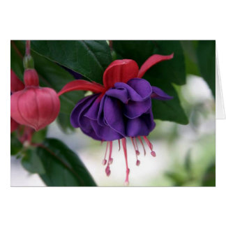 The Beauty of Fuchsia Cards