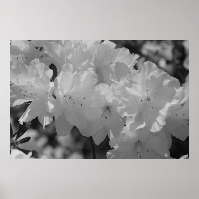 The Beauty of Spring III Poster (Front)