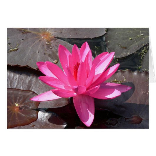 The beauty of the Lotus Cards (Front Horizontal)