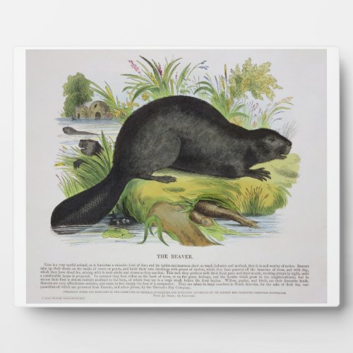 The Beaver educational illustration pub by the S Plaque