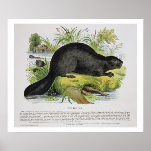 The Beaver educational illustration pub by the S Poster