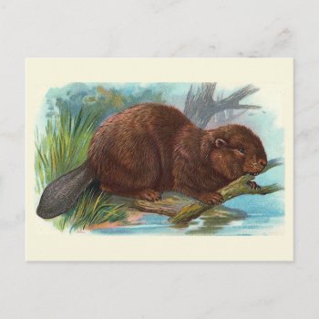 "the Beaver" Vintage Illustration Postcard by PrimeVintage at Zazzle
