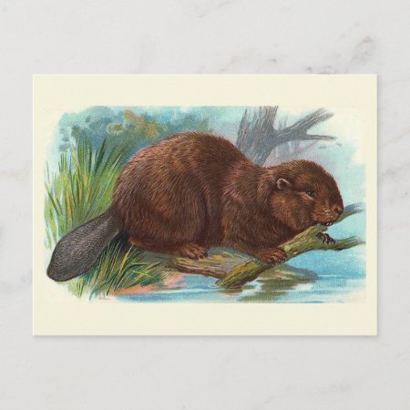 "the Beaver" Vintage Illustration Postcard
