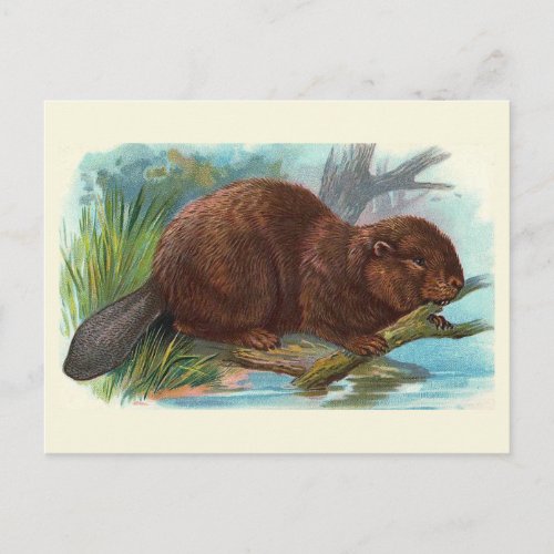 The Beaver Vintage Illustration Postcard