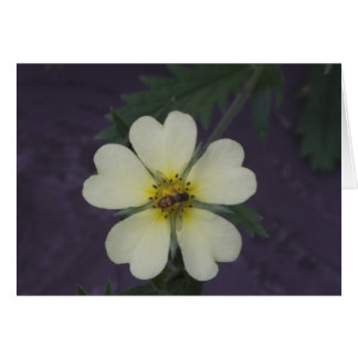 The Bee on the Cinquefoil Cards