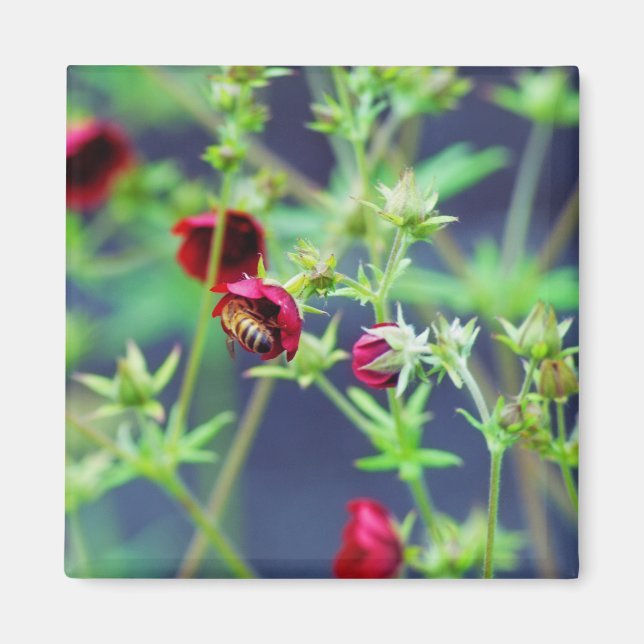 The Bee With the Red Flower Magnet (Front)