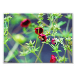 The Bee With the Red Flower Photo Print