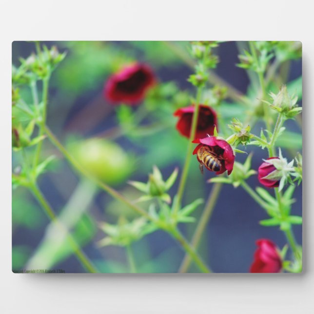 The Bee With the Red Flower Plaque (Front)