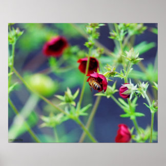 The Bee With the Red Flower Poster