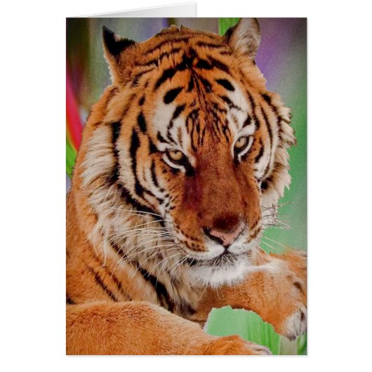 The Bengal Tiger Cards (Front)