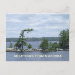 The Bent Tree, Muskoka, Ontario, Canada Postcard at Zazzle