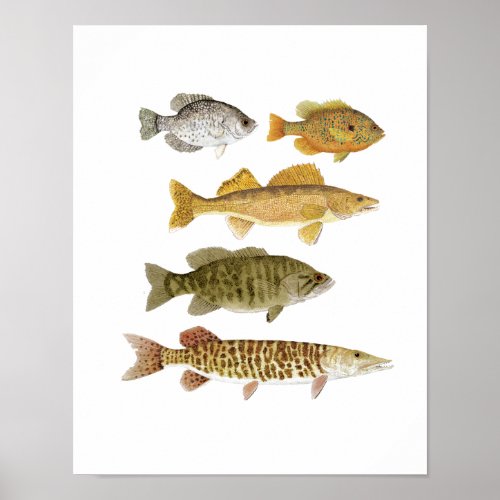 The Best Freshwater Gamefish Poster