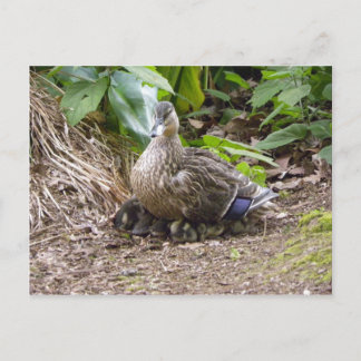 The Best Mother in the World Postcard