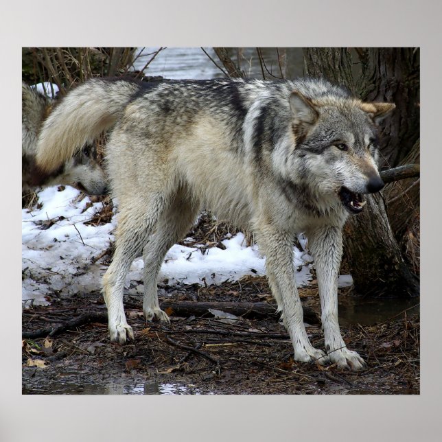 The Big Bad Wolf Poster (Front)