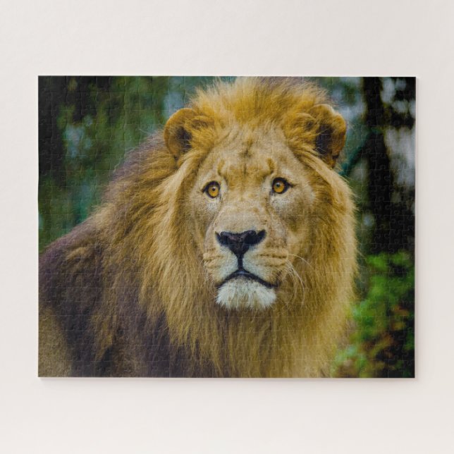 The Big Cats Lions. Jigsaw Puzzle (Horizontal)
