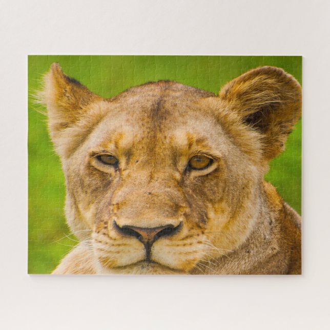 The Big Cats Lions. Jigsaw Puzzle (Horizontal)