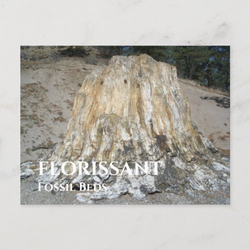 The Big Stump Florissant Fossil Beds Postcard