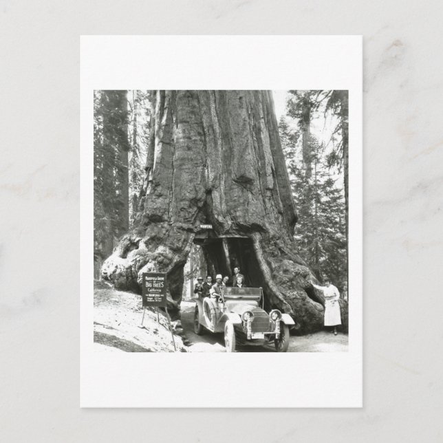 The Big Trees of Mariposa Grove Postcard (Front)