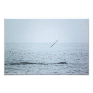 The Bird that Woke the Whales Photo Print