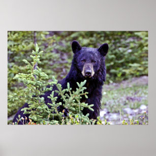 The Black Bear Stare Poster