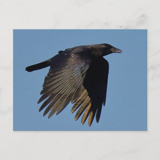 The Black Crow Postcard