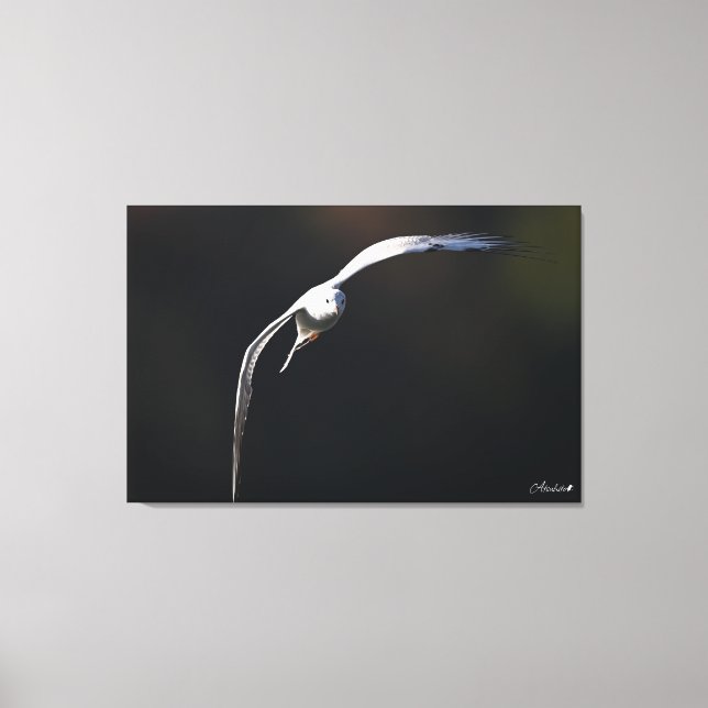 The black-headed gull canvas print (Front)
