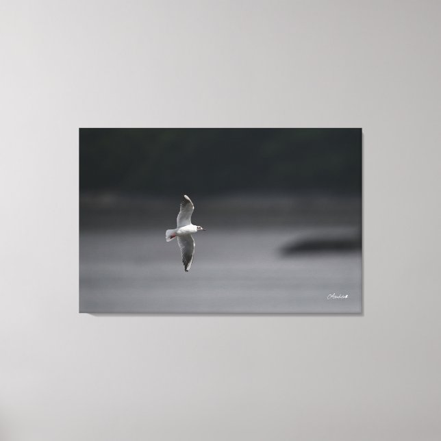 The black-headed gull Ver.Summer In Japan Canvas Print (Front)