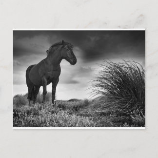 The Black Horse Postcard