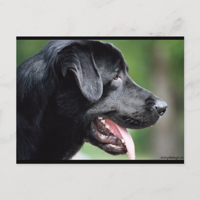 The Black Labrador Postcard (Front)
