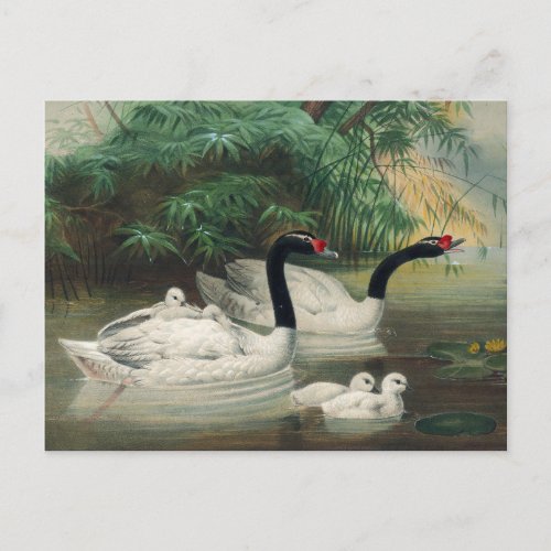 The Black_Necked Swan by Joseph Wolf Postcard