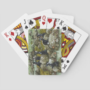 The Black Rabbits of Hy-Brasil Poker Cards