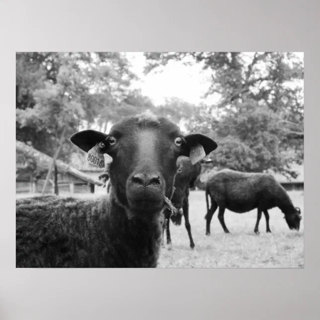 The Black Sheep Poster | Zazzle