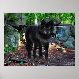 "The Black Wolf" Poster
