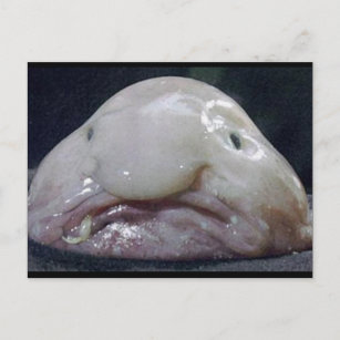 Mr. Blob fish Happy Postcard for Sale by Mannyfog