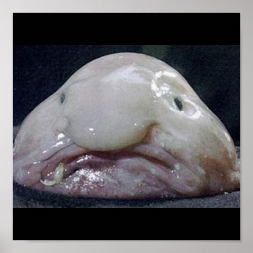 The Blobfish Poster