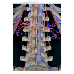 The blood supply of lumbar vertebrae cards