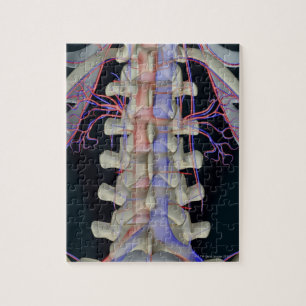 The blood supply of lumbar vertebrae jigsaw puzzle