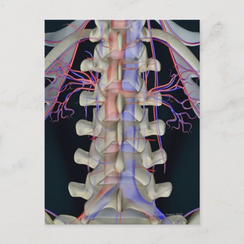 The blood supply of lumbar vertebrae postcard