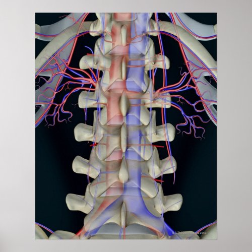 The blood supply of lumbar vertebrae poster