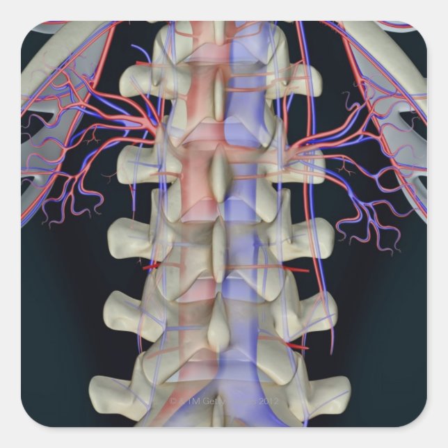 The blood supply of lumbar vertebrae square sticker (Front)