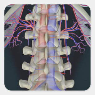 The blood supply of lumbar vertebrae square sticker