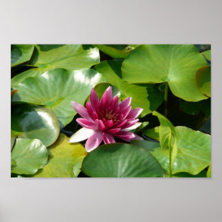 The Blooming Pink Waterlily Poster