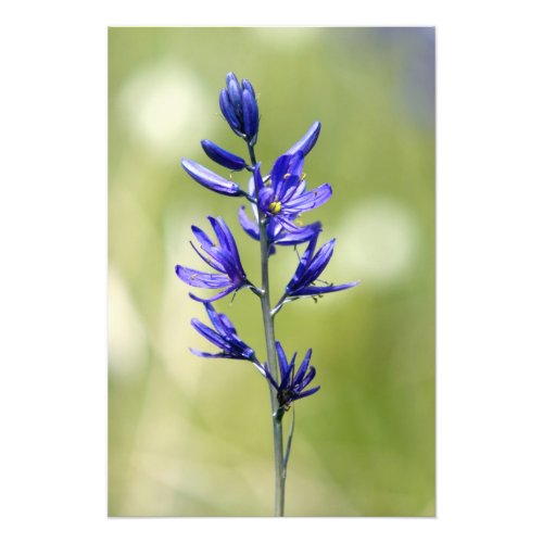 The blossom of a camas lily in Valley County Photo Print